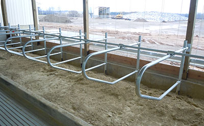 Freudenthal Cement In Post Freestalls