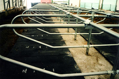 Freudenthal Cement In Post Freestalls